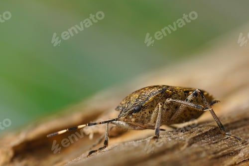 Preview: Closeup on an overwintering grey garden bug, Rhaphigaster nebulosa on wood
