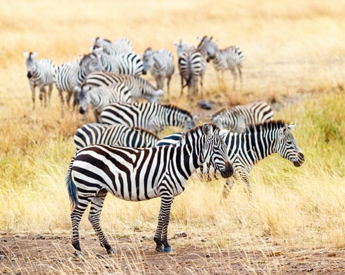 Preview: Zebra Herd in Africa