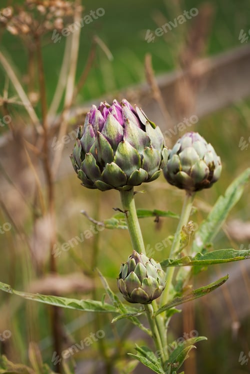 Preview: Close up of flowering artichoke in a garden.