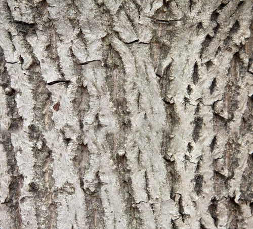 Vorschau: Peel Tree-Hintergrund