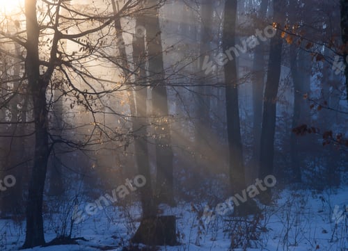 Preview: Mist in the woods