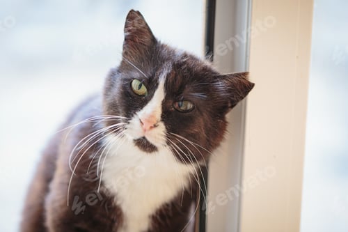 Preview: Black and white cat with a torn ear sits in a doorway