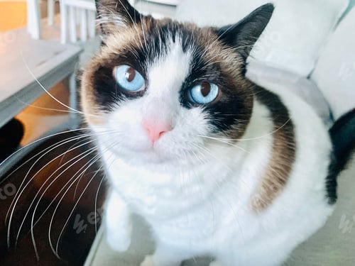 Preview: closeup of a ragdoll cat face with beautiful blue eyes
