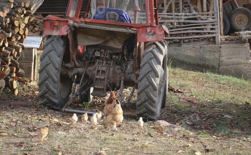 Preview: Rural scene