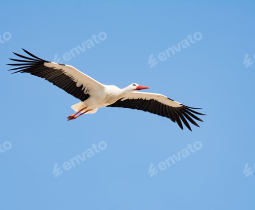 Preview: Flying white stork with blue sky