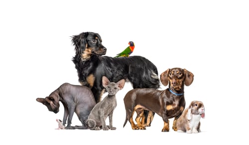 Preview: Group of pets in a row, Dogs, cats, rabbit, birds, isolated on white