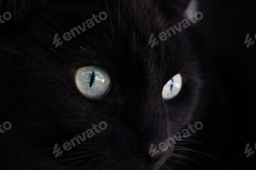 Preview: Close up of a black cats face and eyes