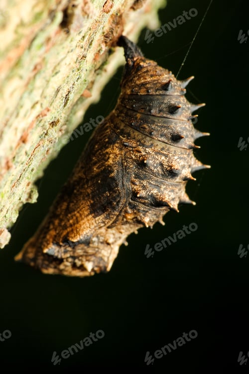 Preview: cocoons of butterflies