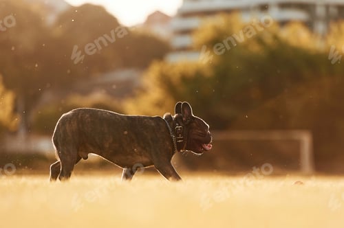 Preview: French bulldog is outdoors on the summer field
