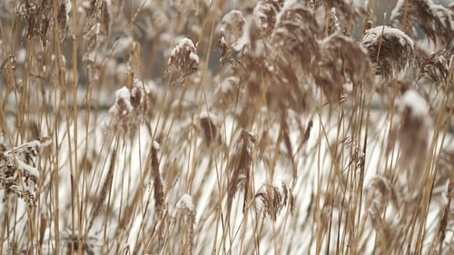Preview: Background image of fluffy pale color feathers. wind grass flowers in aesthetic nature. Quiet and