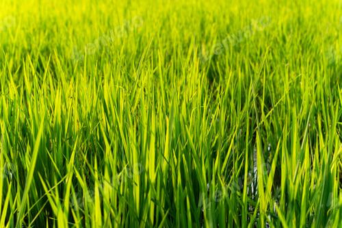 Preview: Rice paddy field with green leaf growing in plantation