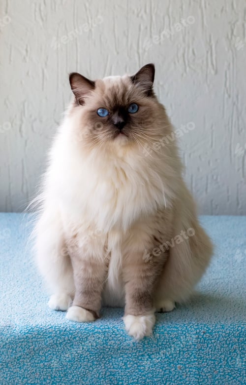 Preview: Cute pet ragdoll cat. Pet animal.