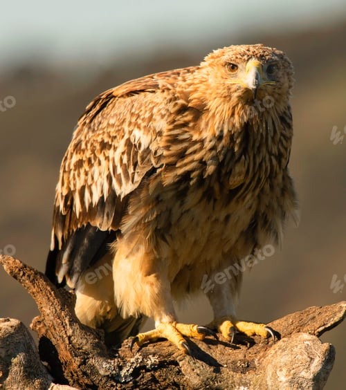 Preview: Furious wild eagle closeup