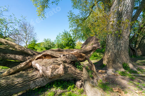 Preview: Resilient Beauty: Fallen Old Tree in the Countryside