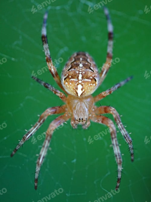 Preview: Cross spider (Araneus diadematus)
