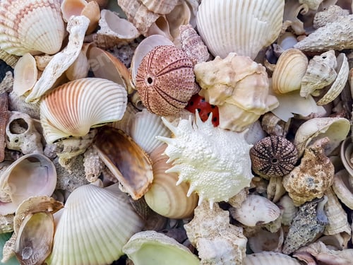 Preview: Starfishes, pearls, and amazing seashells close up