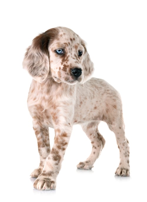 Preview: puppy english setter