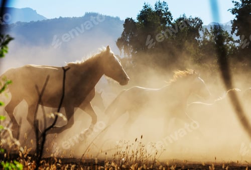 Preview: Horse