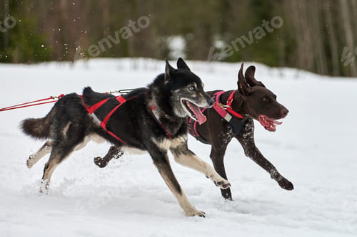 Preview: Running Husky and Pointer dog on sled dog racing