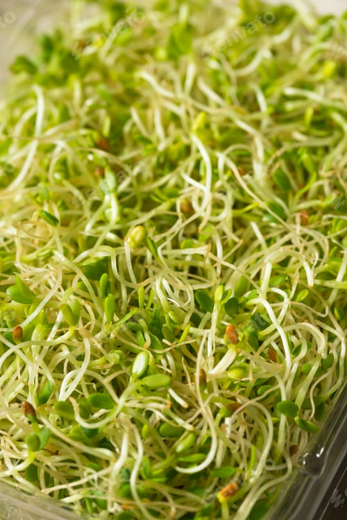 Preview: Organic Green Raw Alfalfa Sprouts