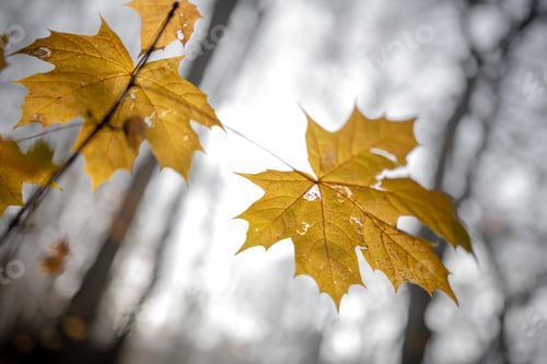 Preview: Brown dry autumn leaves on tree branch in fall season at park