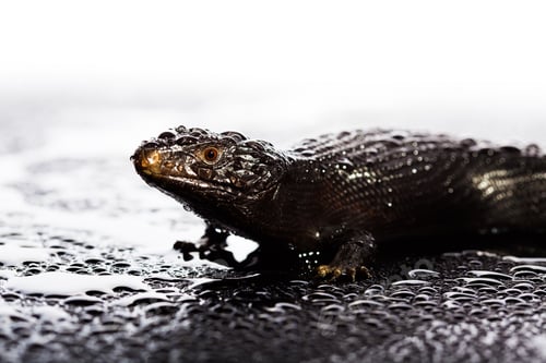 Preview: Black blue tongued lizard in wet dark shiny environement