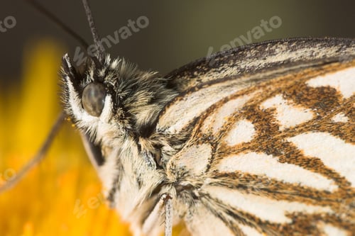 Preview: Melanargia butterfly