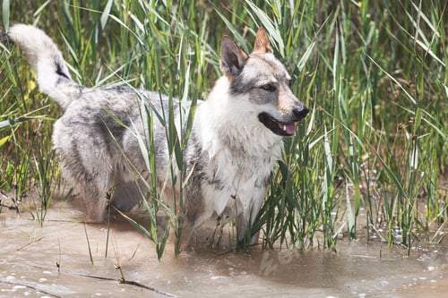 Preview: Cute adorable Czechoslovakian Wolfdog dog enjoying the cold water on a hot weather in the park