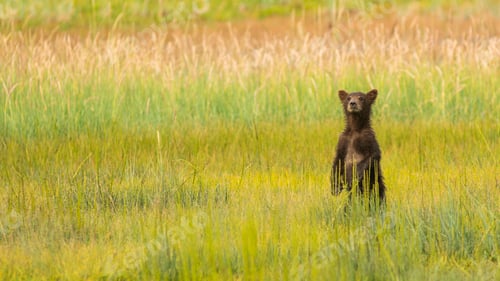 Preview: Grizzly Bear Cub Stands to See where Mom went after getting Seperated