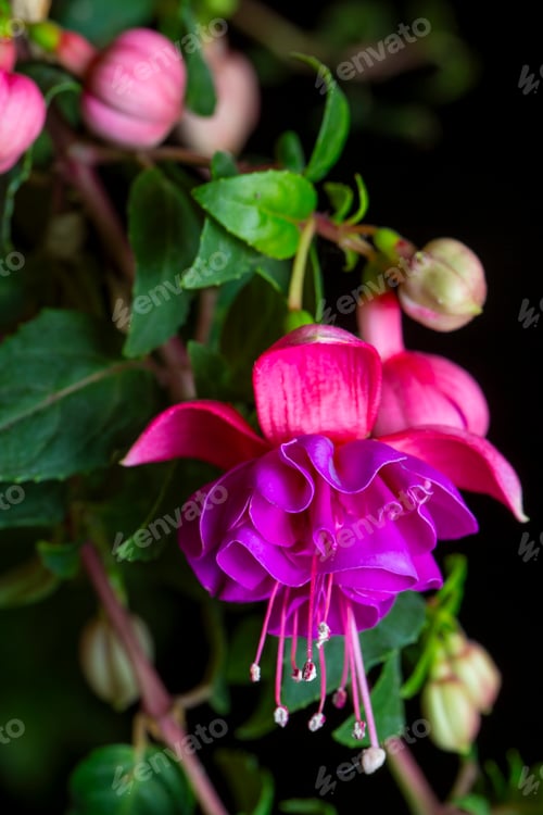 Preview: Scientific name: Fuchsia - Family: Onagraceae