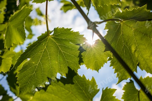 Preview: Grape branches with beautiful green leaves in the backlight of the sun and sky