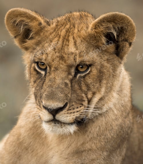 Preview: Young lion cub staring with intense eyes in nature