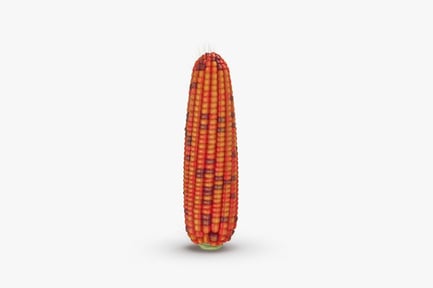 Preview: Autumn Red Corn Cob