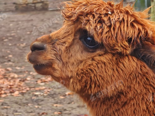 Preview: Alpaca in small animal park