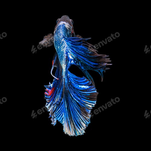 Preview: Movement beautiful of colorful siamese betta fish or half moon betta splendens fighting fish