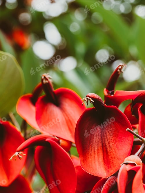 Preview: Erythrina crista-galli in bloom in autumn.