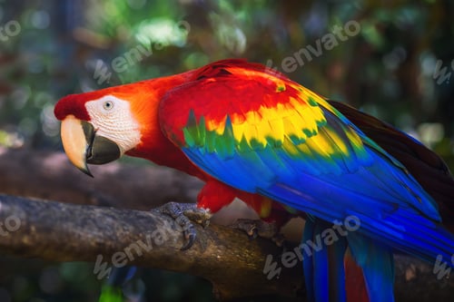 Preview: Colorful Scarlet Macaw (Ara macao)
