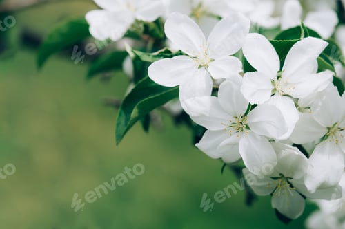 Preview: Blooming branch with pink blossoming flowers on a delicate pink background with sparkles. Copy space