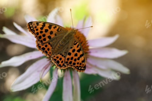 Preview: Beautiful butterfly on pink Echinacea flower outdoors, closeup
