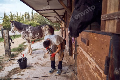 Preview: Blacksmith boy changing horseshoe to the leg of a horse using bald lime hammer pliers