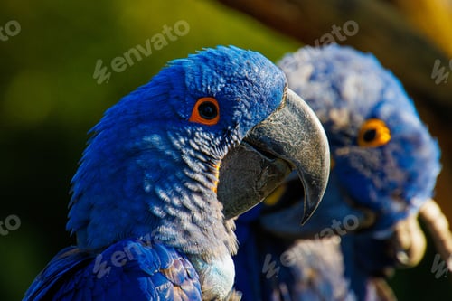 Preview: Closeup of Glaucous macaws under the sunlight