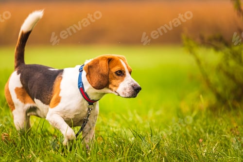 Preview: Beagle dog on the background of a green field in the autumn after the rain while running like crazy