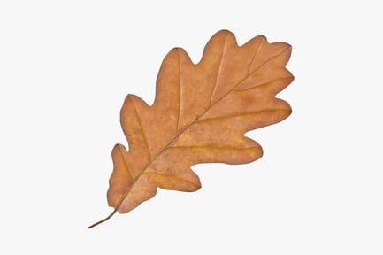 Preview: Autumn Oak Leaf, Golden Hue
