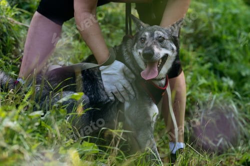Preview: Happy dog from shelter walking with its guardian.