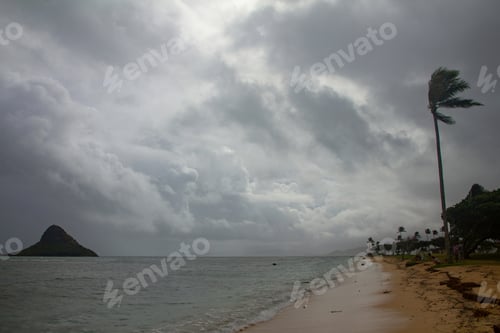 Preview: Cold and stormy day at the beach in Hawaii. The palm trees are blowing like crazy.
