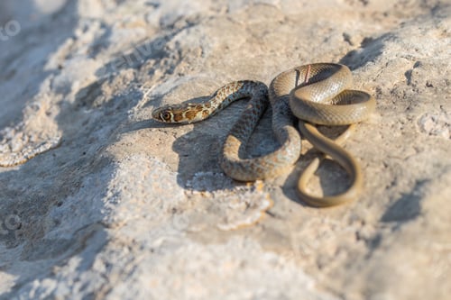 Preview: A young Western whip snake hatchling (Coluber viridiflavus carbonarius) in the island of Malta.