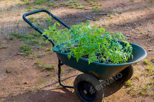 Preview: A seedling of tomato in seedling tray ready to transplant in the field