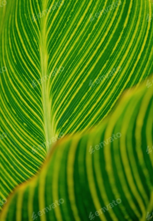 Preview: closeup view of bright canna generalis leaves green and yellow pattern