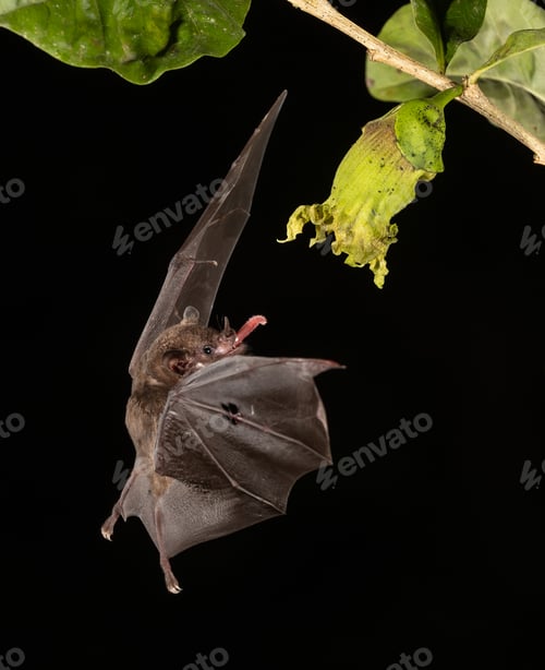 Preview: A Bat Feeding at Night