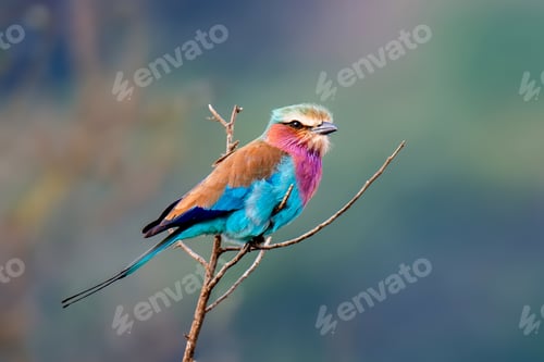 Preview: Colorful Lilac-breasted roller bird perched on tree branch